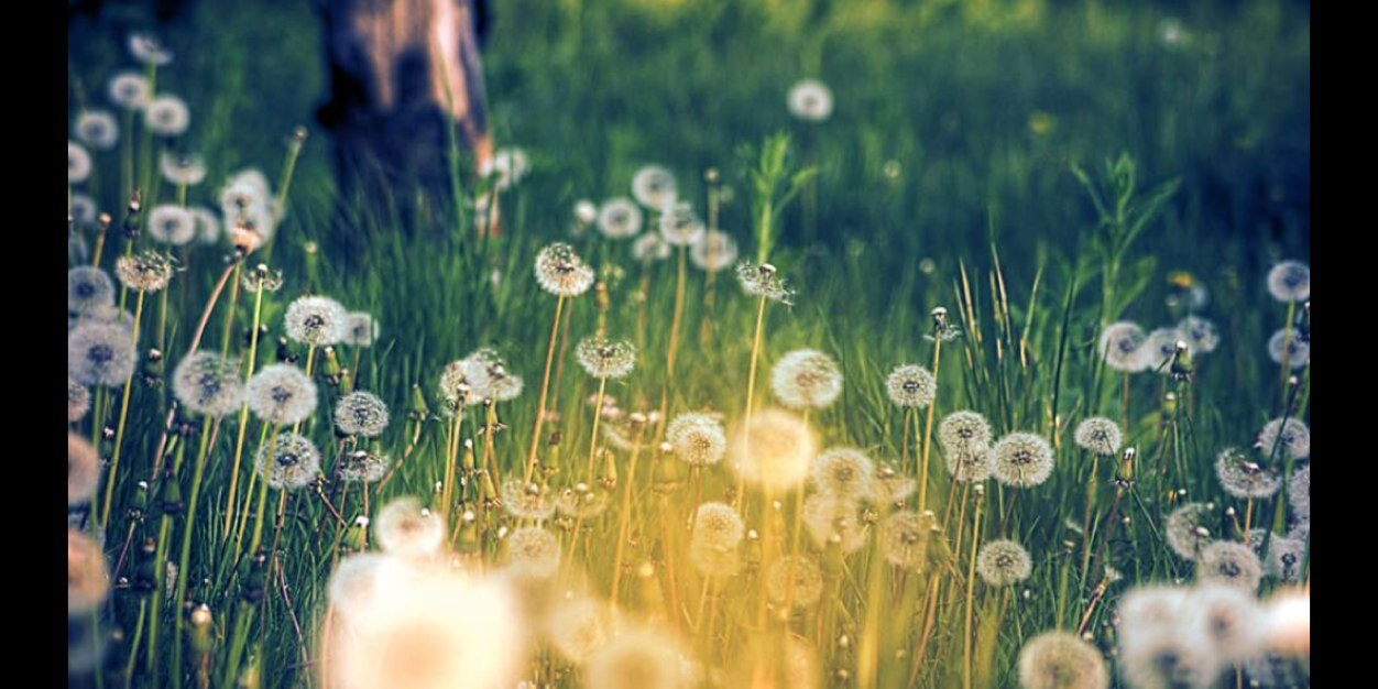 Amanda Ortagus banner