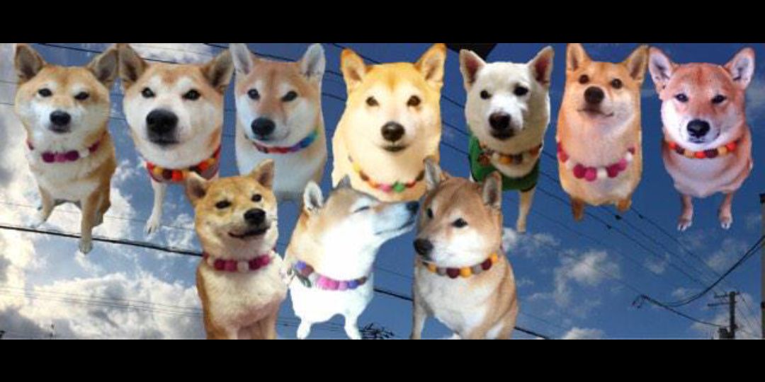 まーすけ＆フーマ🐶🚙💨 banner