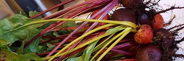 AllergicCarrot's profile banner image