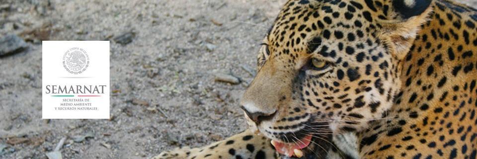 SemarnatMich's profile banner image