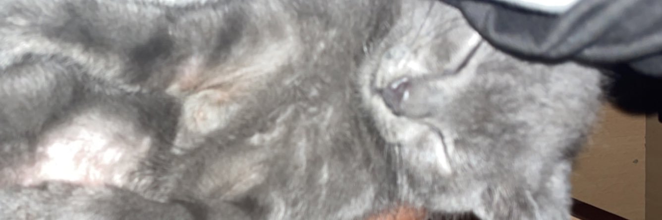 pastrikaaar's profile banner image