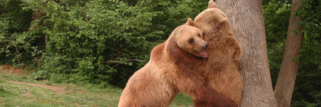 HippieCub's profile banner image