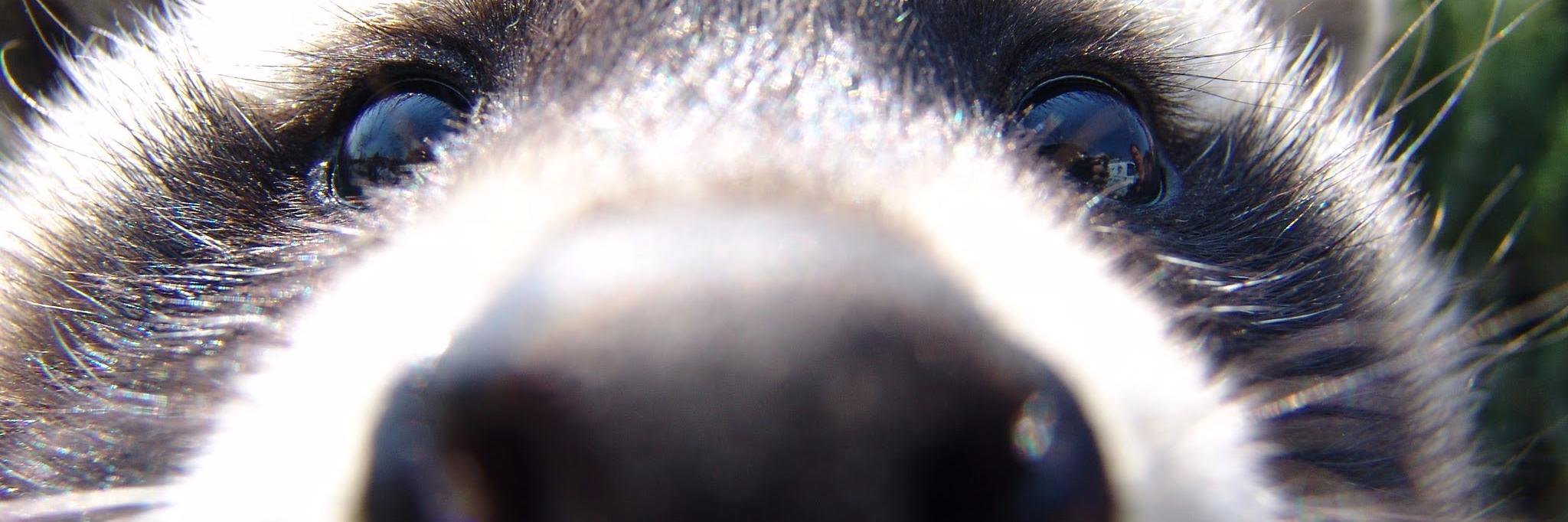 Пан Єнотко banner
