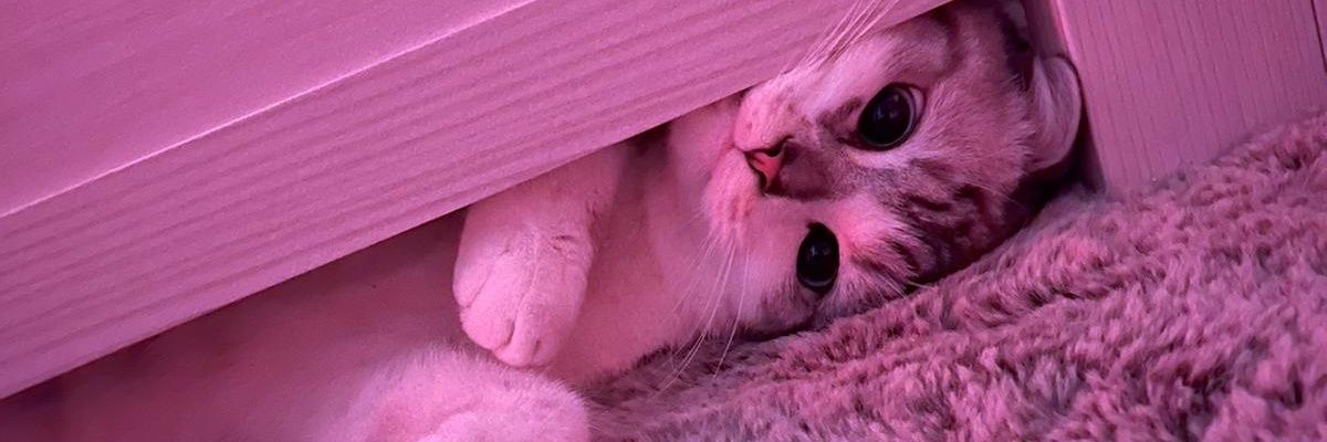 TheRealOhana's profile banner image