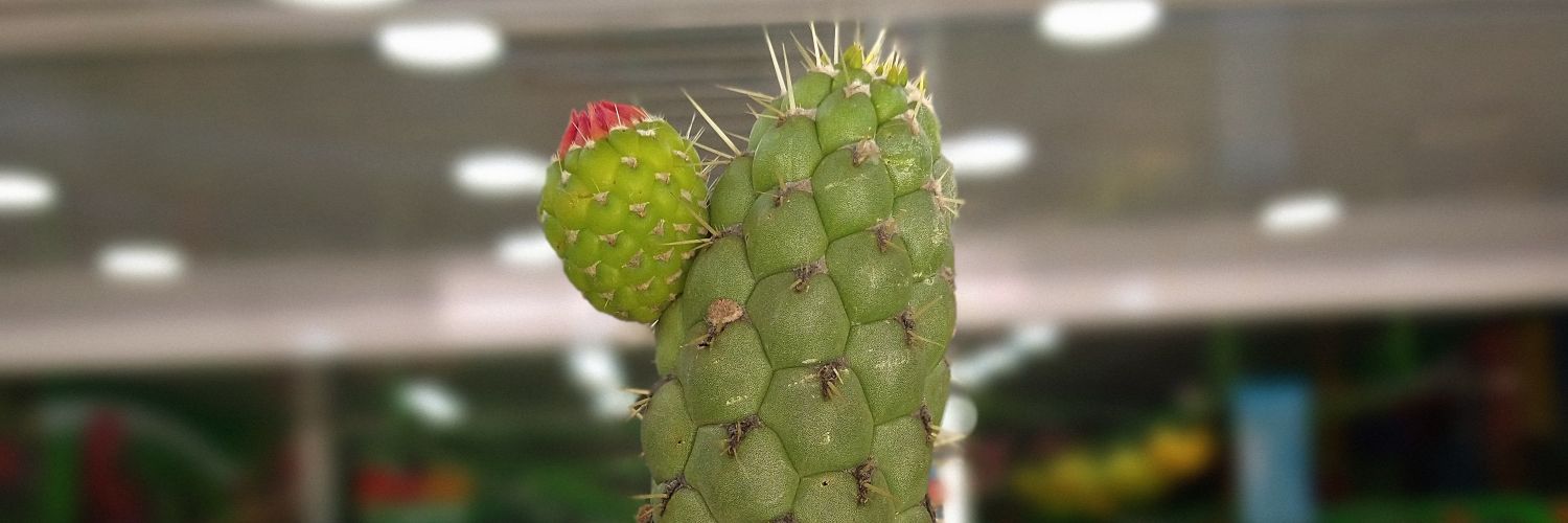 JesusParacuto's profile banner image