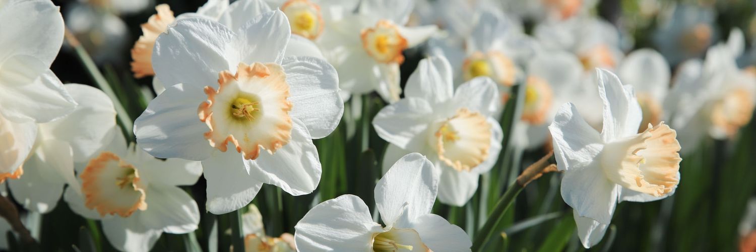 Céline 🐗📚✨️ banner