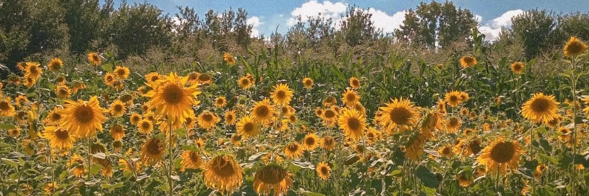 BaylieKelly's profile banner image