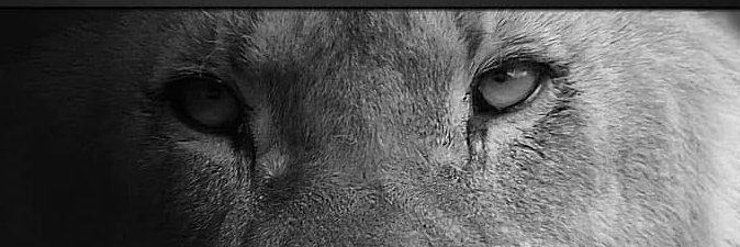 Iam_Paperboy's profile banner image
