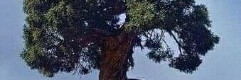 MULTIFOREST's profile banner image