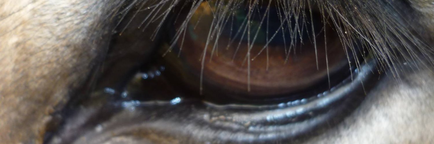 barbuvert's profile banner image