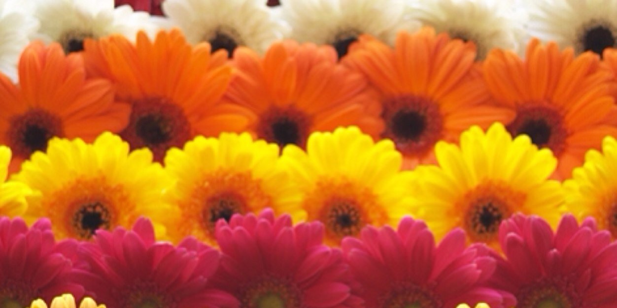 lori_antone's profile banner image