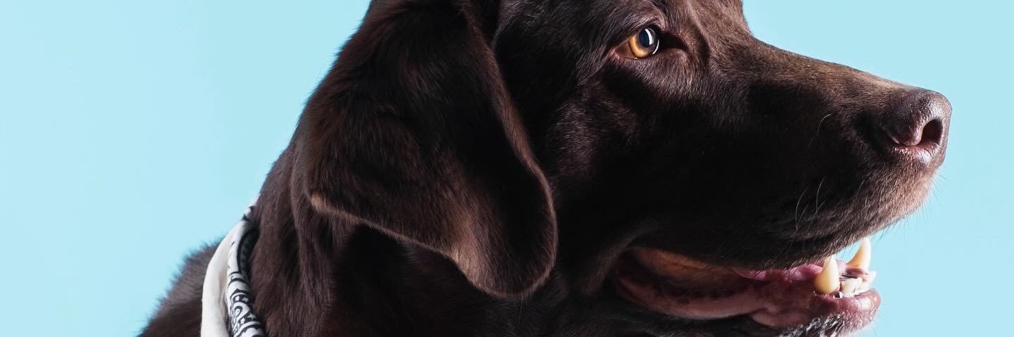 tonireacts's profile banner image
