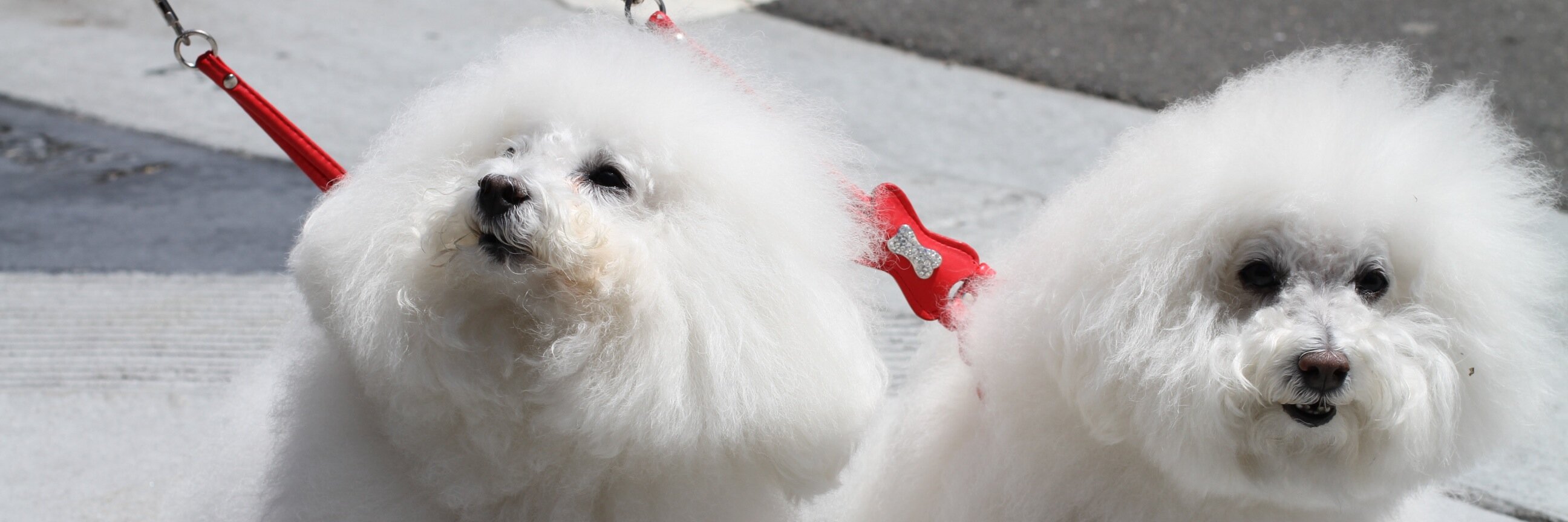 DiggityDogBlog's profile banner image