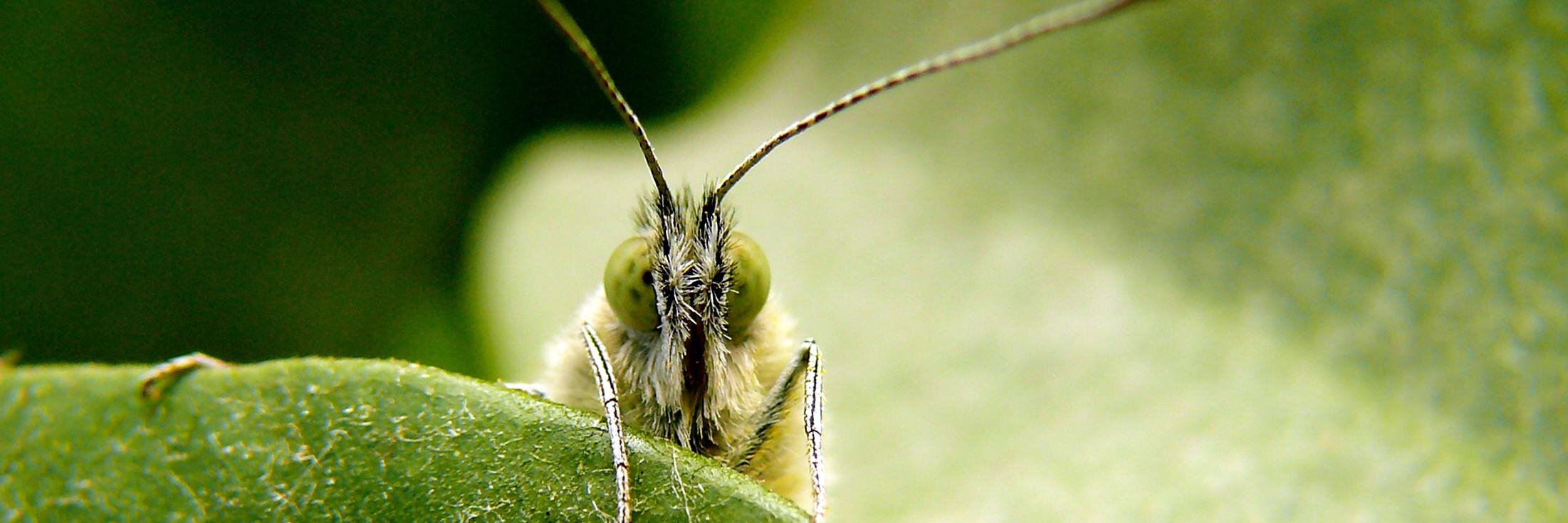 Pieris rapae banner