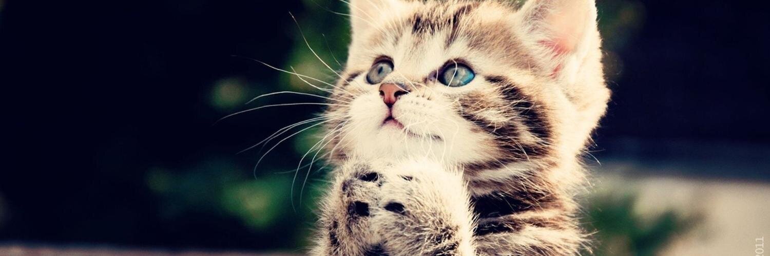 cuteanimalfnds's profile banner image