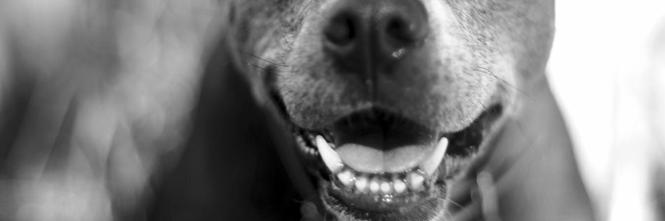Anti BSL banner