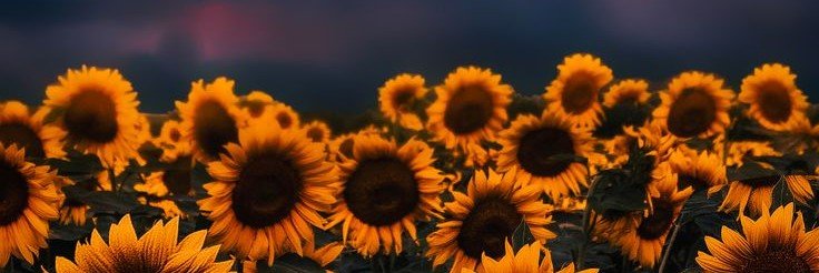 alexandra_bp98's profile banner image