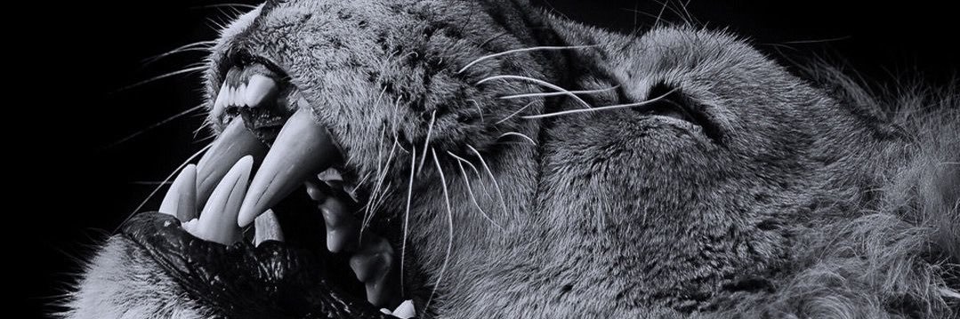 RyanOlliver's profile banner image