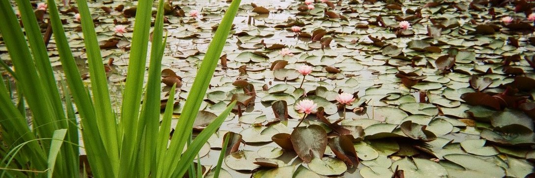 Marjorie K. Connolly banner