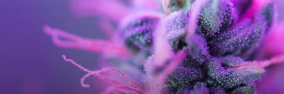 Mareajuana's profile banner image