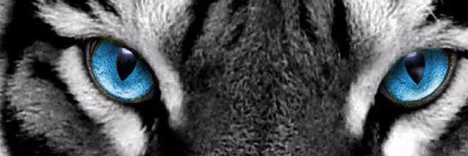 willysud's profile banner image