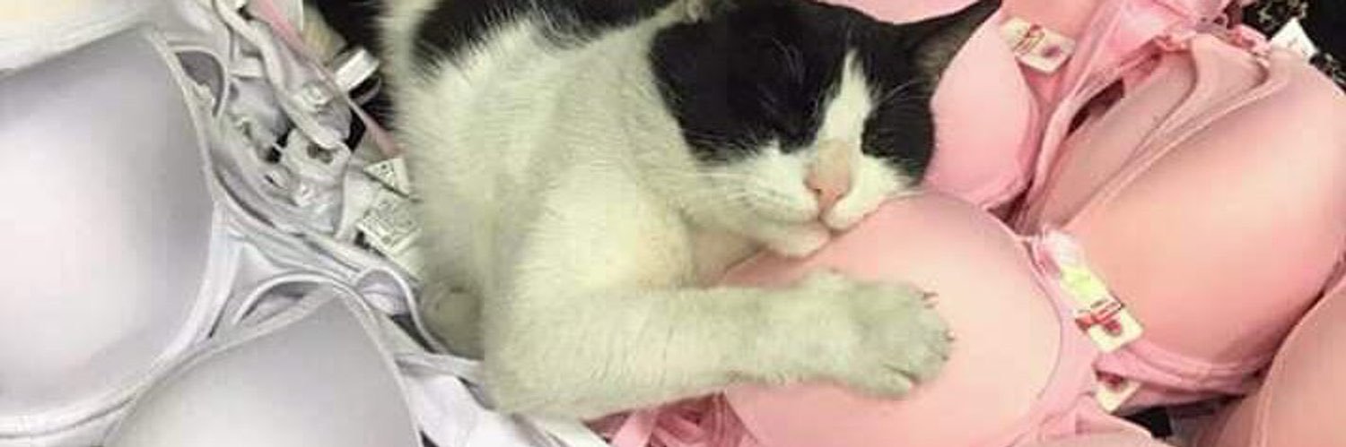 catzkid's profile banner image