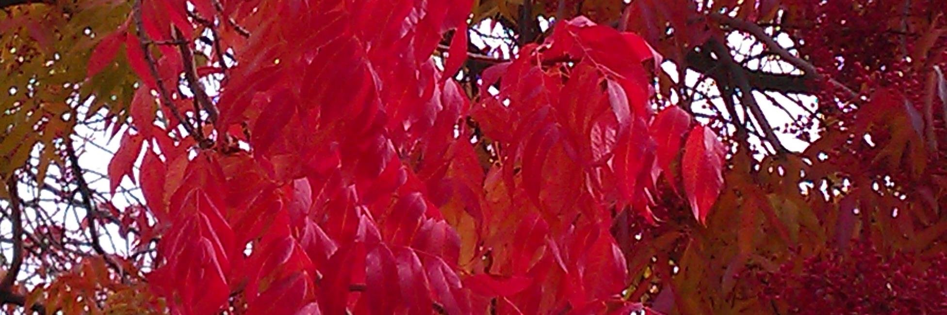 dward_dennis's profile banner image