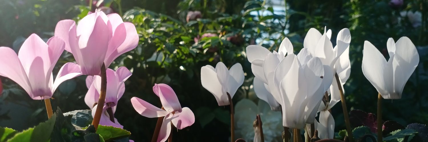 bodowhale's profile banner image