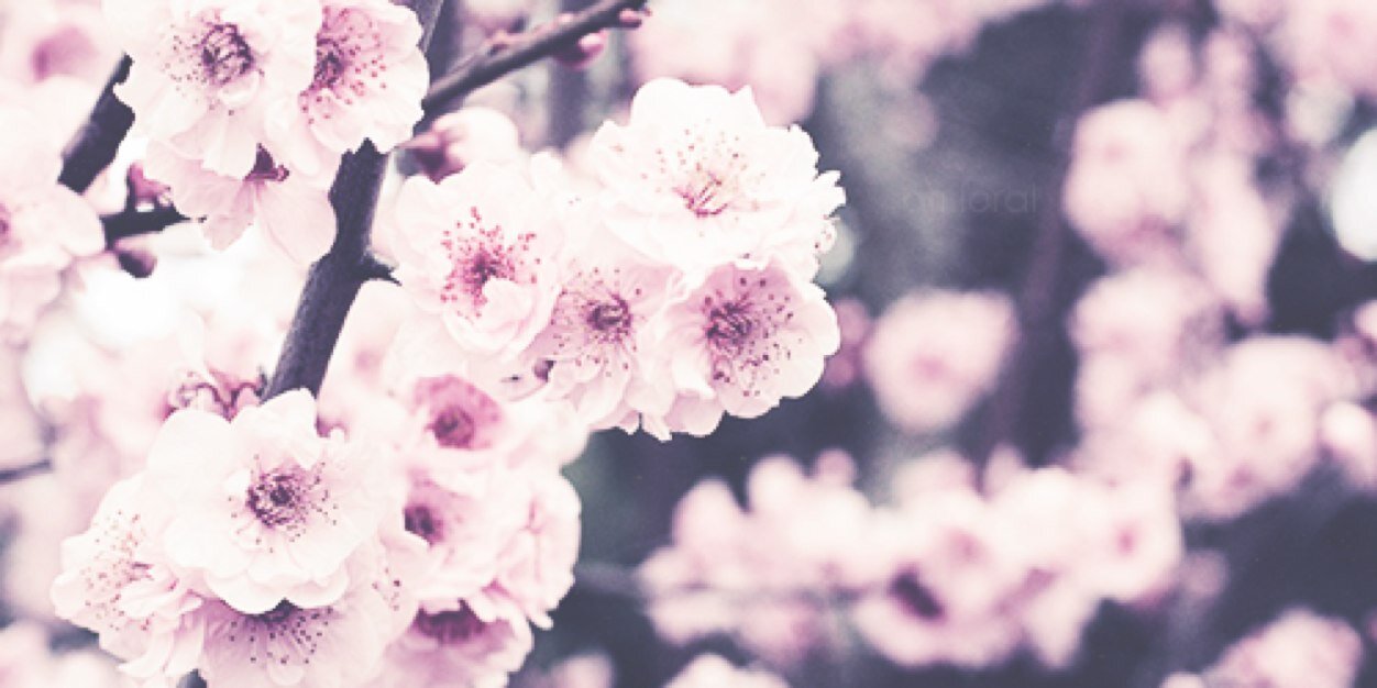 PrincxssJasmine's profile banner image