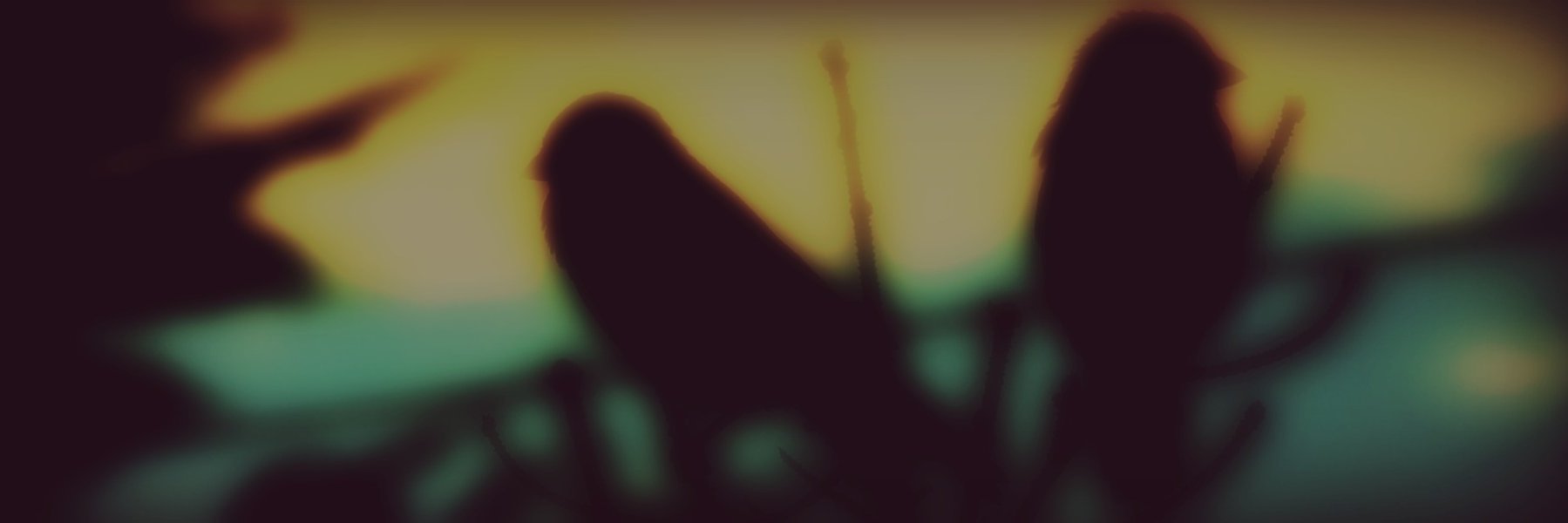 BirdonHill's profile banner image