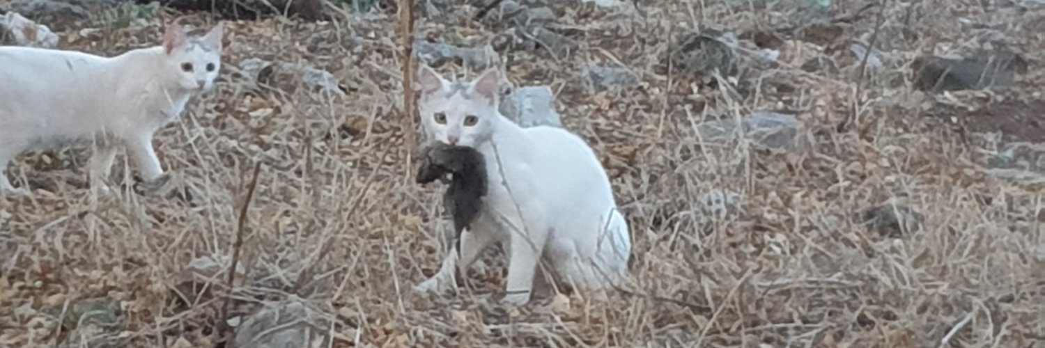 ptsiamis's profile banner image