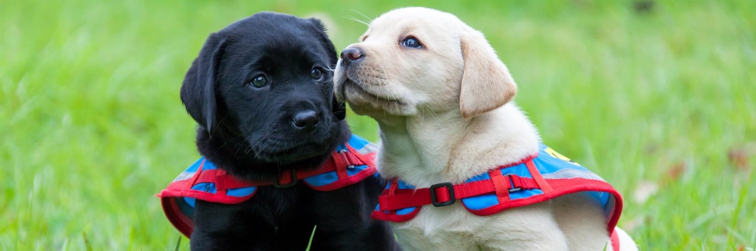 Assistance Dogs Australia banner