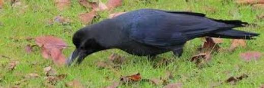 karasu_daisuki's profile banner image