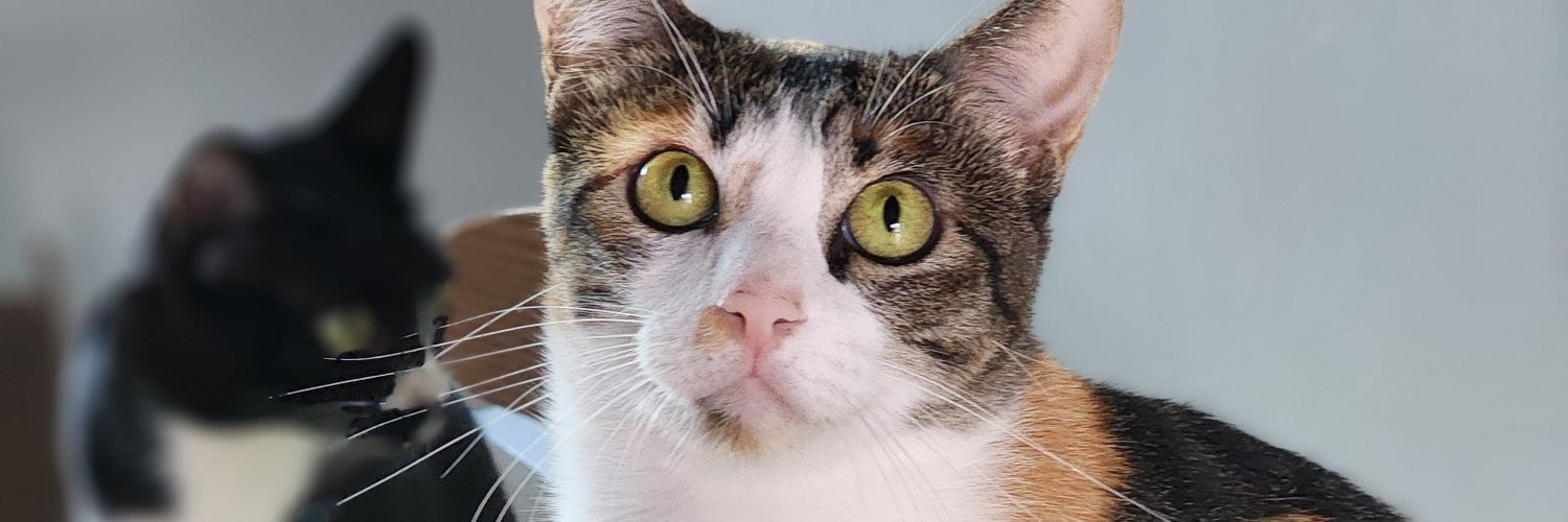 kitkit8912's profile banner image