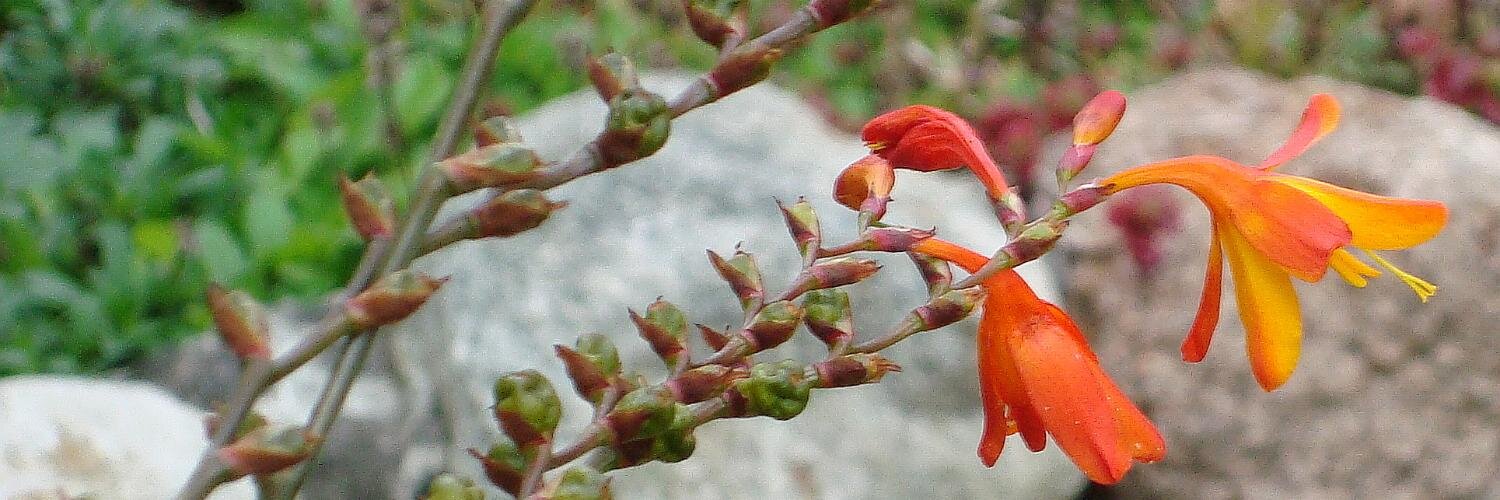 gladiolapapilio's profile banner image