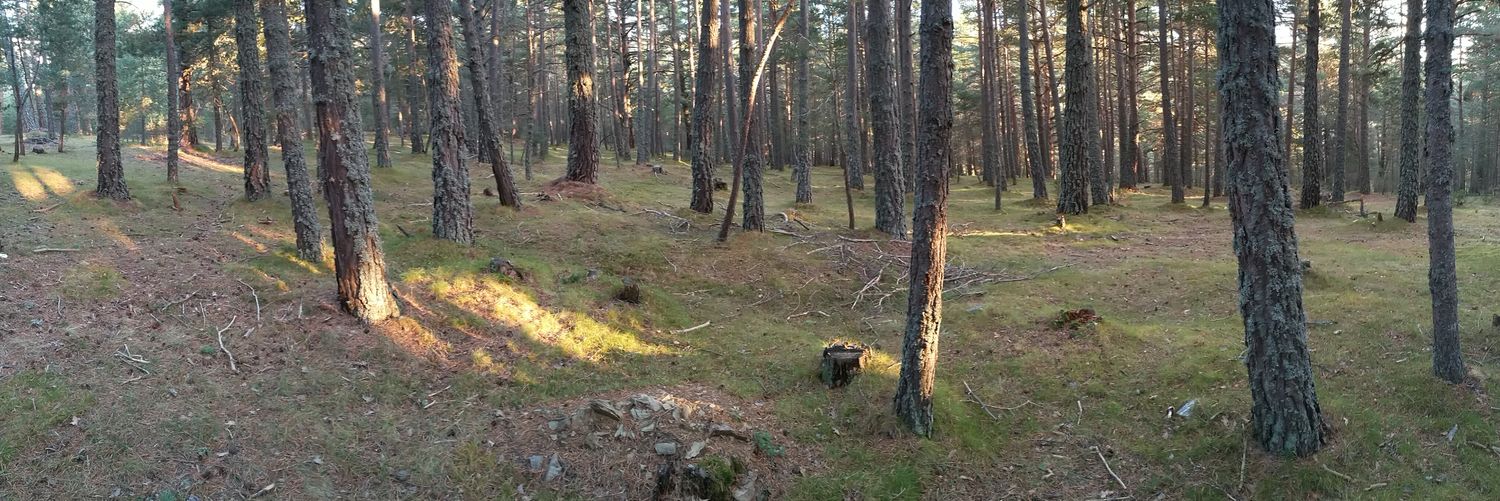 Berna🏴󠁧󠁢󠁥󠁮󠁧󠁿 banner