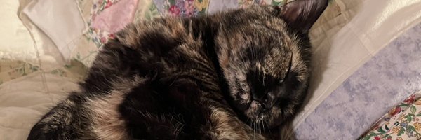 alecsearows Profile Banner