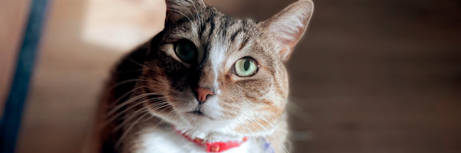 grayceeemae's profile banner image