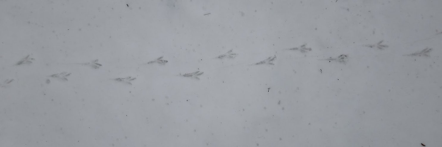 steebi_'s profile banner image