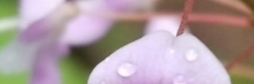 candaceschoner's profile banner image