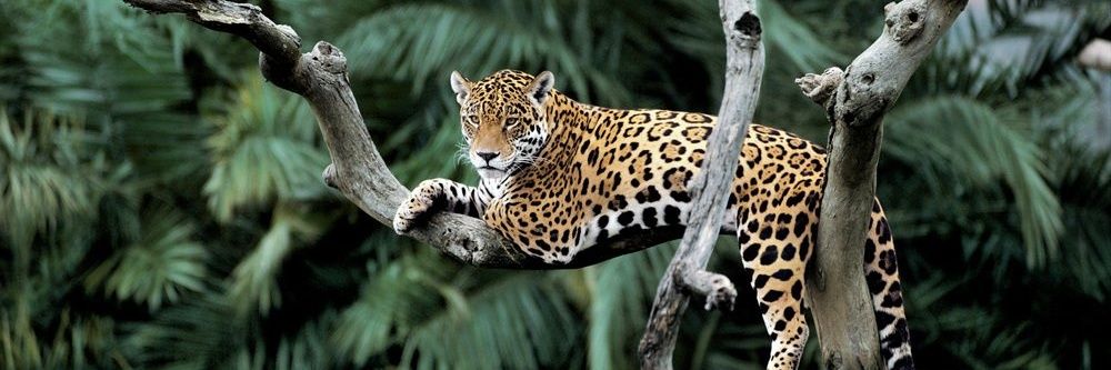 Key Biodiversity Areas banner