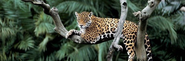 KeyBiodiversity Profile Banner
