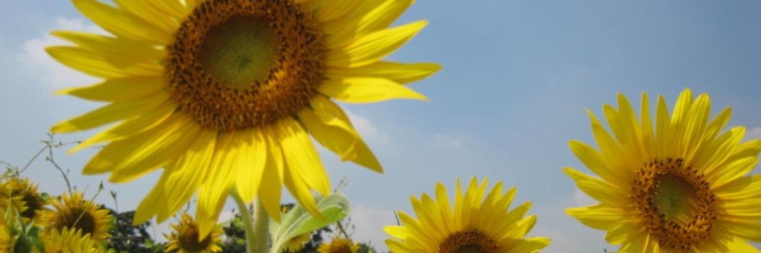 happymarua's profile banner image