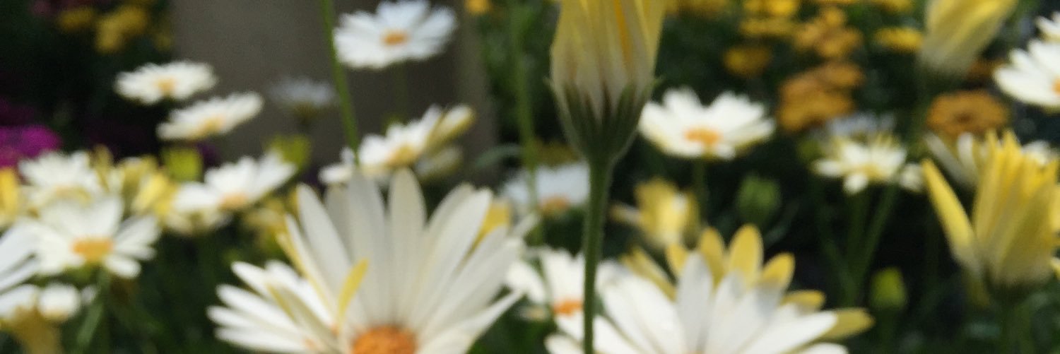 NatGrayce's profile banner image