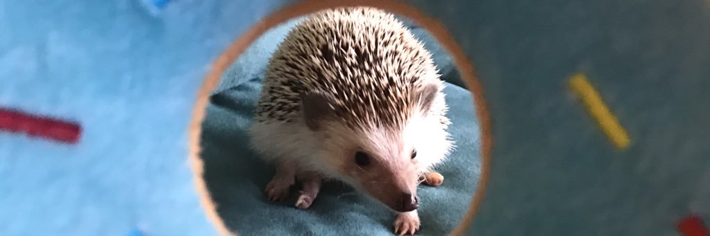 ImOnABoatTrick's profile banner image