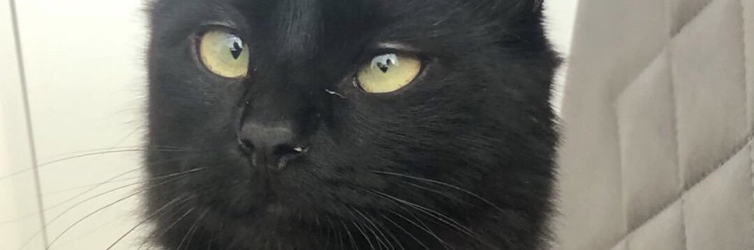 brucallai's profile banner image