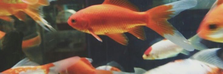 orenjidango's profile banner image