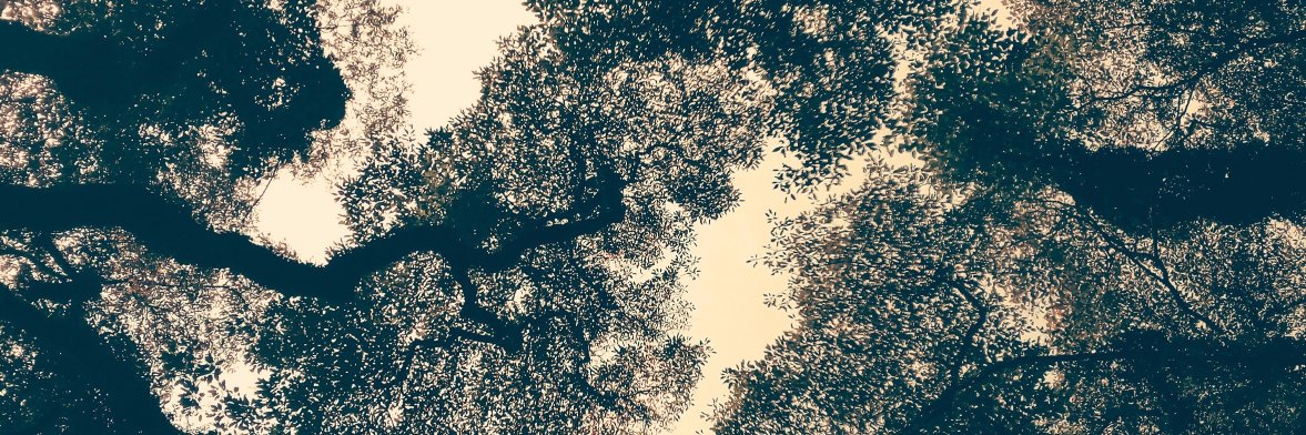 nbiarboretum's profile banner image
