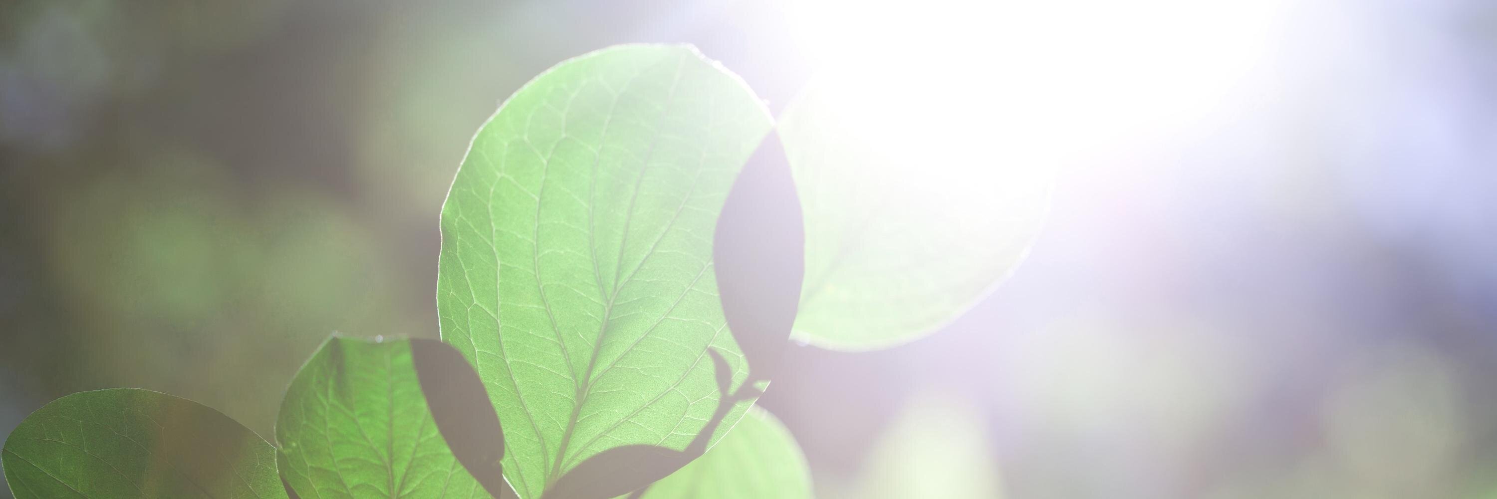 ForestRowEnergy's profile banner image
