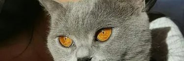 sriosalva86's profile banner image